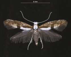 Cherry Blossom Moth