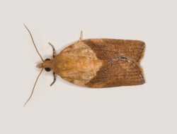 Light-Brown Apple Moth