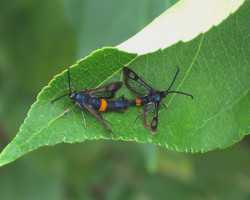 Apple Clearwing Moth