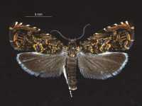 Cherry Bark Tortrix