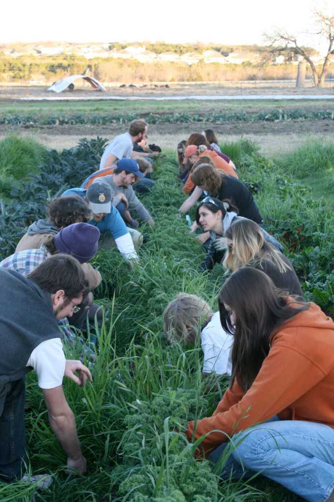 Weed dating, where singles come to a farm and meet other singles while weeding is an increasingly-popular agricultural offering. Green Gate Farms in Austin, TX, timed their event with Valentine's Day. (Photo credit: Green Gate Farms)