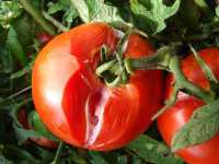 Sour rot of tomatoes
