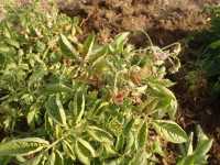 Early Zebra Chip Symptoms on Potato