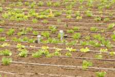 Irrigation Management for More Efficient Water Use