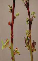 Bacterial Canker In Blueberries