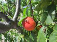 Stinkbugs attacking peach crop