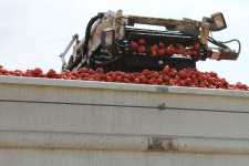 tomato harvester Terranova Ranch