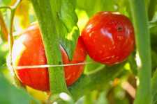 Crimson Queen tomato