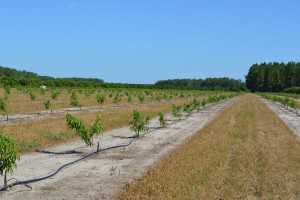 UFOne Florida peach variety 