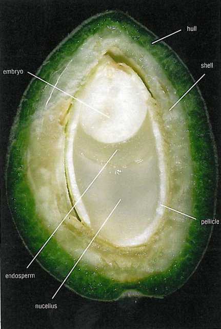 This image shows a cross section of a developing nut during stage two. This period usually lasts about a month and is completed by late May or early June. Photo credit: David Doll
