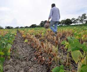 A trial of drought-tolerant beans in Columbia. Climate change may intensify environmental stresses, reducing yields of beans and other staple crops. Image: Neil Palmer, CIAT (International Center for Tropical Agriculture)
