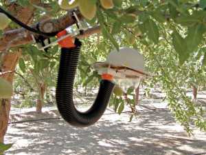  A leaf monitor mounted on an almond tree continuously monitors the water status of an almond tree. The leaf monitor has a provisional patent with UC-Davis. (Photo credit: Jed Roach)
