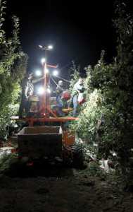 Nighttime harvest of apples