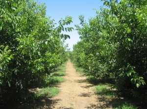 Walnut orchard 45% light interception. Photo credit: Bruce Lampinen