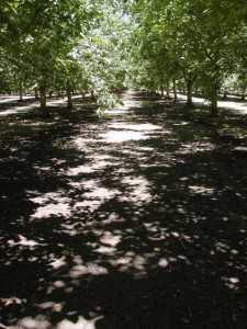 Walnut orchard with 90% light interception.