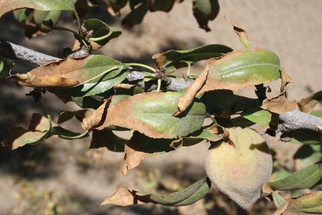 Trials in Stanislaus County indicate that Lovell may show signficantly more verticillium wilt symptoms than other rootstocks. This photo shows verticillium wilt symptoms on second-leaf Nonpareil on Lovell. (Photo credit: Roger Duncan)
