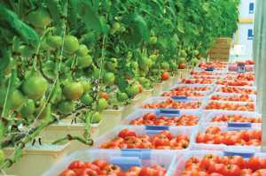 St Bethany Fresh  supplies Geronimo  tomatoes as well as long English seedless cucumbers and mini English seedless cucumbers to Whole Foods stores in the Southeastern U.S. 