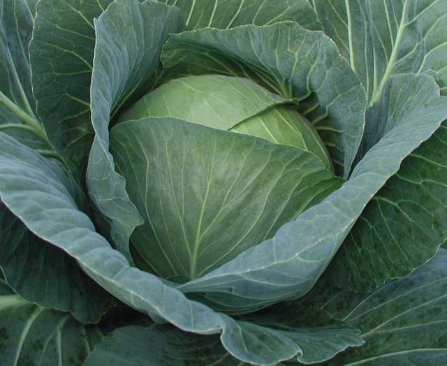 3 Can'tMiss Cabbage Varieties For Florida Growers Growing Produce