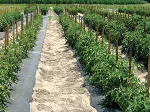 This image shows tomato plants with two irrigation regimes (50% and 100% of recommended regime) and six N rates (25%, 50%, 75%, 100%, 125%, and 150% of suggested total N rate). Photo credit: Desire Djidonou