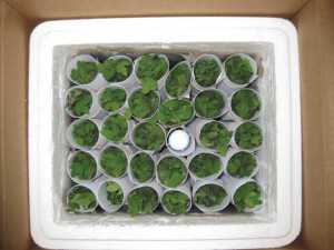 More than a thousand unrooted grafted cuttings are packed in a small box for shipping. Photo credit: Dr. Chieri Kubota, the University of Arizona
