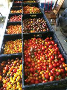 At Leaning Shed Farm, grower Dave Dyrek produces approximately 70 varieties of heirloom cherry tomatoes.  Photo credit: Dave Dyrek