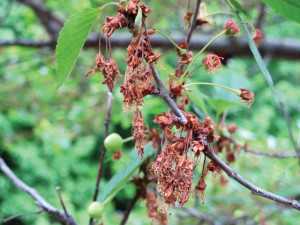 Thanks to an unusual combination of weather conditions in Michigan, European brown rot struck Montmorency tart cherries last year. (Photo credit: George Sundin)