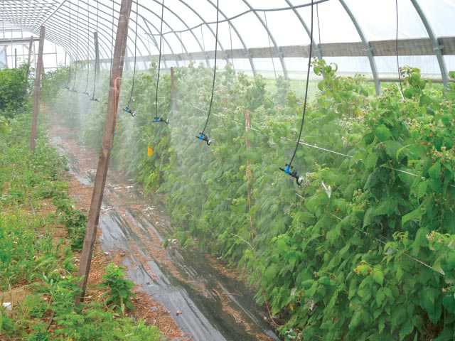 In the high tunnel raspberries, 3/4 inch irrigation tubing was attached to the structure, with 1/4 inch micro-tubing drop lines placed every 5 feet. (Photo credit: Cornell University)