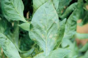 bacterial leaf spot chili