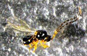 Natural enemies, like this parasitoid found in Oregon, are used to help relieve some pressure from pests like spotted wing drosophila. A research team from Oregon State University is seeking out natural enemies internationally. (Photo credit: Oregon State University) 