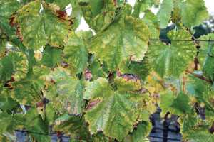 This Chardonnay vine tested positive for the red blotch virus (GRBaV). (Photo credit: University of California Cooperative Extension)