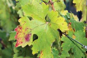 This Cabernet Sauvignon leaf photo, taken in October 2013, shows symptoms of red blotch. (Photo credit: University of California Cooperative Extension)