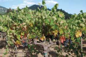This Cabernet Franc vine photo taken in September 2011, shows symptoms of red blotch. (Photo credit: University of California Cooperative Extension)