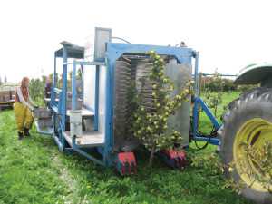 Research at Washington State University is being conducted on a BEI blueberry harvester. This harvester pictured was loaned to Carol Miles and her research team from a local grower. Although it was an older model and was shorter than what would work best for harvesting, Miles and her team found that offloading fruit in the back worked best for the harvest of hard cider apples. (Photo credit: Carol Miles, Washington State University)