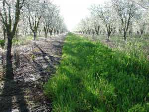 Irrigation In Prune Orchard