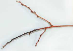 The tip dieback on this blueberry branch may have been caused by cold injury. (Photo credit: Gary Gao, Ohio State University)