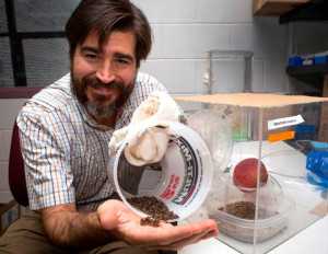 Daniel Hahn, an associate professor with UF’s Institute of Food and Agricultural Sciences, displays the type of flies he and former postdoctoral associate Giancarlo López-Martínez sterilized under a low-oxygen environment. Photo by Marisol Amador.