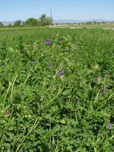Alfalfa in bloom. One hundred percent of cropland in Nevada is irrigated, and more than 90 percent of it is used to produce hay, making the drought a real challenge for Nevada farmers. 