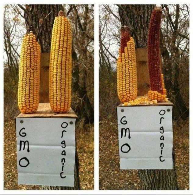 GMO corn vs. organic debate
