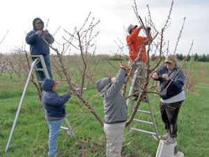 A farm crew at the Southwest Research and Extension Center in Benton Harbor, MI, preps for making peach crosses (Photo credit: Bill Shane).