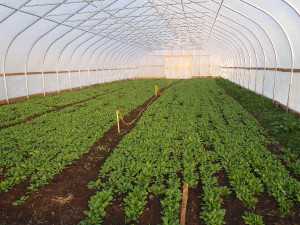 The NRCS's EQIP High Tunnel Initiative aims to assist growers in extending their growing season for high value crops. Photo courtesy of Uproot Farms. 