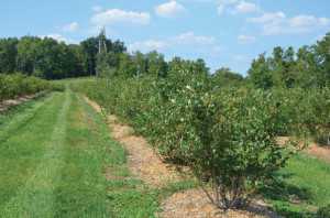 To improve your soil drainage grow your blueberry bushes in raised beds. (Photo Credit: Gary Gao)