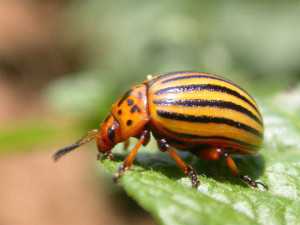 Colorado potato beetle pressure is often determined by location and can vary widely.  Photo credit: Tom Kuhar, Virginia Tech