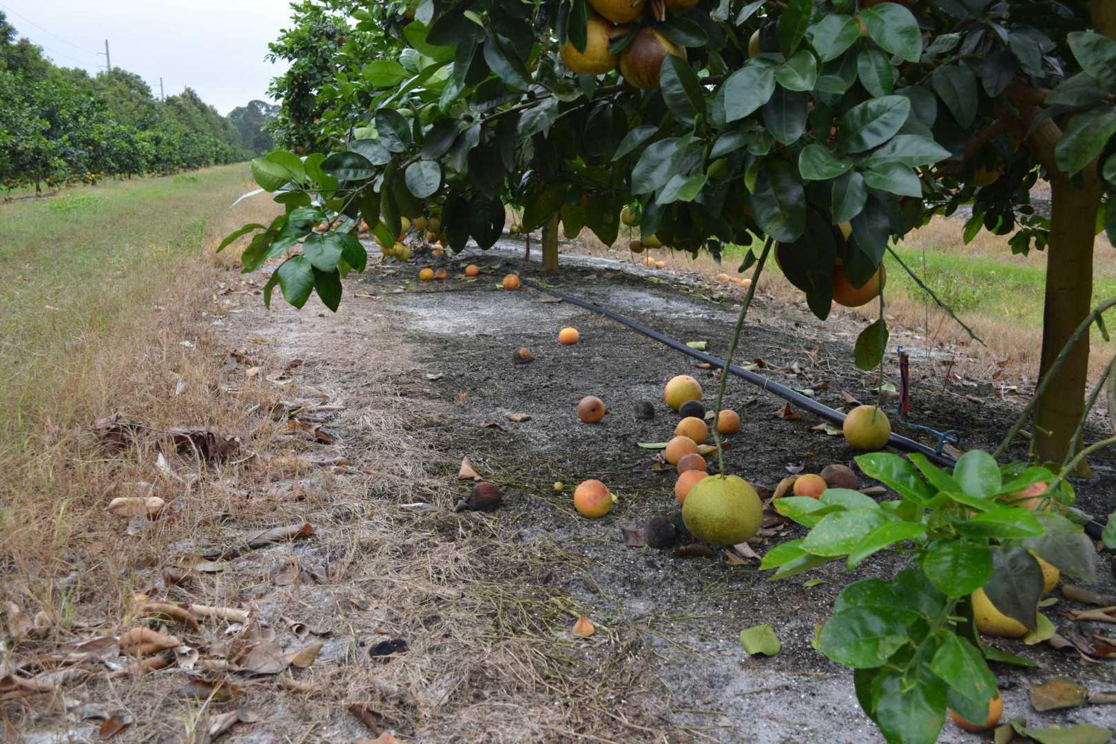 Sizable Tumble Tallied In Latest Florida Citrus Crop Forecast Growing