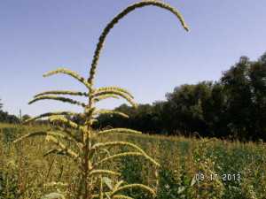 If Palmer amaranth is present in your field, do not remove the weed plants. Instead, destroy the weeds by burying or burning near the infested field. Photo credit: Dwight Lingenfelter, Penn State University