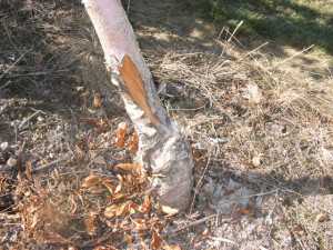 This young tree trunk was damaged by cold weather. (Photo credit: Tim Smith, Washington State University)