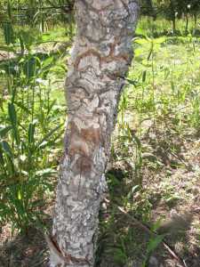 This apple tree trunk, damaged by cold weather, is suffering from perennial canker. (Photo credit: Tim Smith, Washington State University)