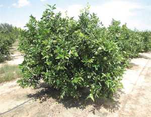 UFR-2 Vernia citrus rootstock
