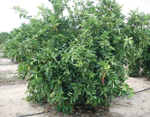 UFR-4 Vernia citrus rootstock