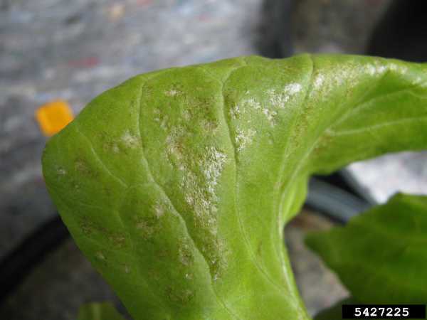 Effects of Western Flower Thrips on lettuce. Frank Peairs, Colorado State University, Bugwood.org.