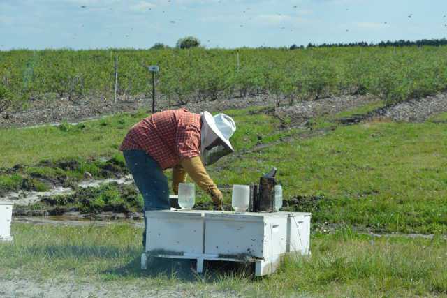 Handling honey bees